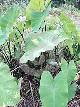 Kol kosu or elephant ear, known worldwide, is one of the spirits found in the north-east of India..