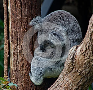 Kola bear sleeping in tree fork