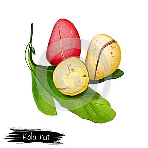 Kola Nut Fruits with Leaves Illustration Isolated