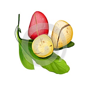 Kola Nut Fruits with Leaves Illustration Isolated