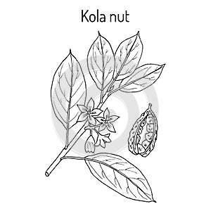 Kola nut ola acuminata , medicinal plant photo