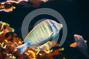 Kole Tang Or Spotted Surgeonfish Or Goldring Surgeonfish Or Yellow-eyed Tang Fish Ctenochaetus Strigosus Swimming In