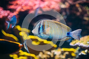 Kole Tang Or Spotted Surgeonfish Or Goldring Surgeonfish Or Yell