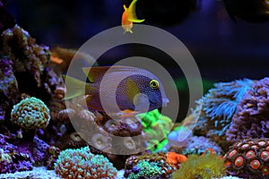 Kole Yellow Eye Tang - Ctenochaetus strigosus