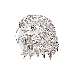 Hand drawn of eagle head - vector illustration