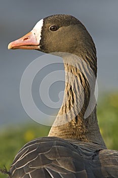 Kolgans, White-fronted Goose, Anser albifrons