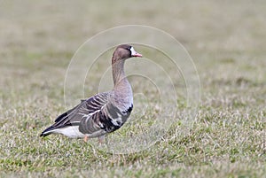 Kolgans, White-fronted Goose, Anser albifrons