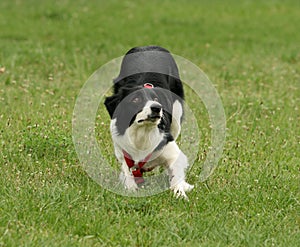 Koli Dog Ready For Jump