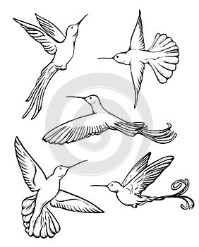 Kolibri hand drawn line art colorful vintage style. Humming bird illustration