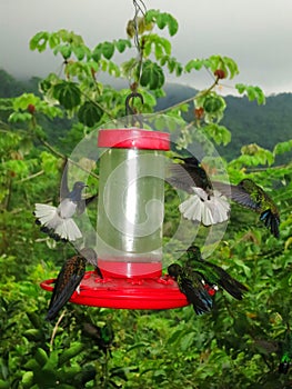 Kolibrie feeders / Hummingbird feeders; Minca, Santa Marta Mount photo