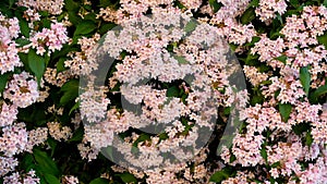 Kolkwitzia amabilis.Blooming spring bushes in the garden. Approximation. Beauty Bush.Pink flowering bush.