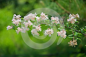 Kolkwitzia amabilis and butterfly