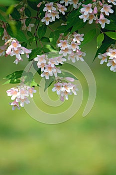 Kolkwitzia amabilis flower