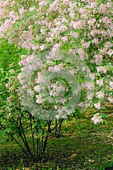 Kolkwitzia amabilis flower