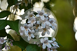 Kolkwitzia amabilis flowers