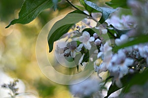 Kolkwitzia amabilis flowers