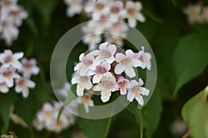 Kolkwitzia amabilis flowers