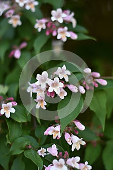 Kolkwitzia amabilis flowers
