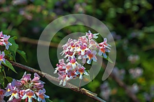 Kolkwitzia amabilis pink blossoming beauty bush, close up. Linnaea amabilis rose flowers in garden, closeup. Light pink flowering