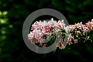 Kolkwitzia amabilis pink blossoming beauty bush, close up. Linnaea amabilis rose flowers in garden, closeup. Light pink flowering