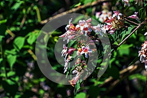 Kolkwitzia amabilis pink blossoming beauty bush, close up. Linnaea amabilis rose flowers in garden, closeup. Light pink flowering