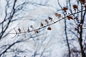 Kolkwitzia amabilis is a species of plant in the Caprifoliaceae family. A deciduous shrub known collectively as beauty bush in