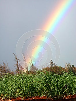 Koloa Rainbow