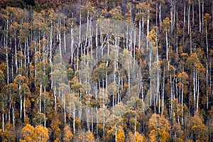 Kolob Terrace Autumn