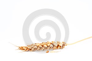 Kolosok ripe wheat falling granule