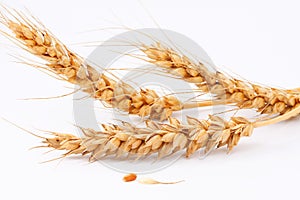 Kolosok ripe wheat falling granule