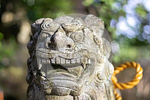 Komainu, or lion-dog, with shimenawa rope, Kanazawa, Japan