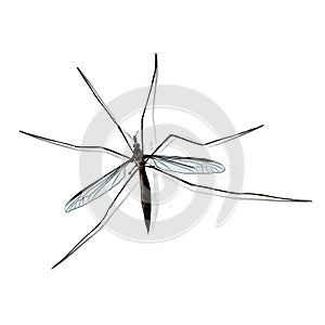 Komar top view sitting sketch, vector