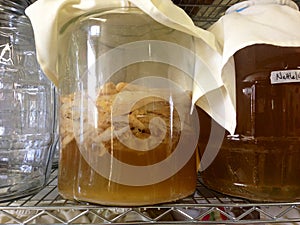 Kombucha brewing in a large jar, with SCOBY (mother) photo