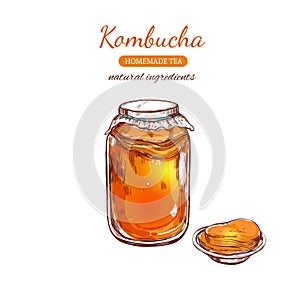 Kombucha homemade tea. Vector hand drawn illustration.