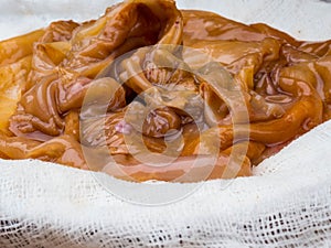 Kombucha mushroom in a plate on a white gauze
