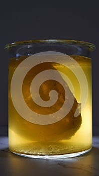 Kombucha scoby its fermenting in a glass photo