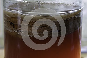 Kombucha tea mushroom in a glass bottle close-up