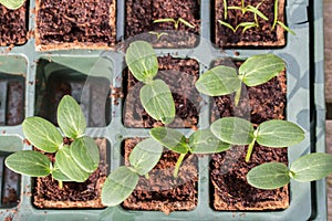 Komkommer cucumber plants in a breeding tray