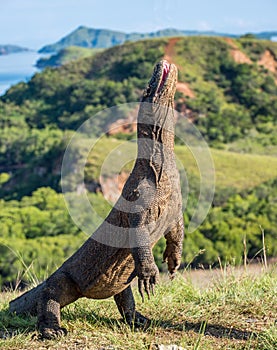 The Komodo dragon