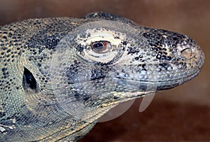 Komodo Dragon