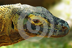 Komodo Dragon
