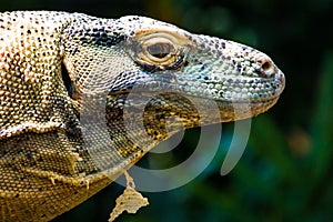 Komodo Dragon