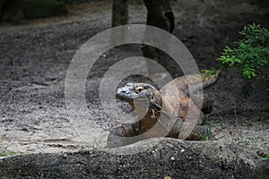 Komodo dragon