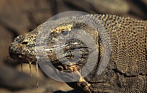 Komodo dragon photo
