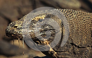 Komodo dragon