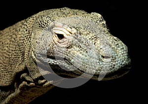 Komodo Dragon