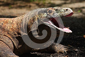 Komodo Dragon