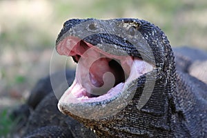 Komodo Dragon. photo