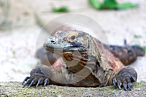 Komodo Dragon