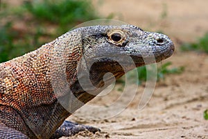 Komodo dragon photo